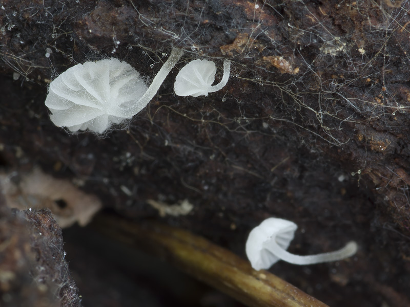 Mycena alba